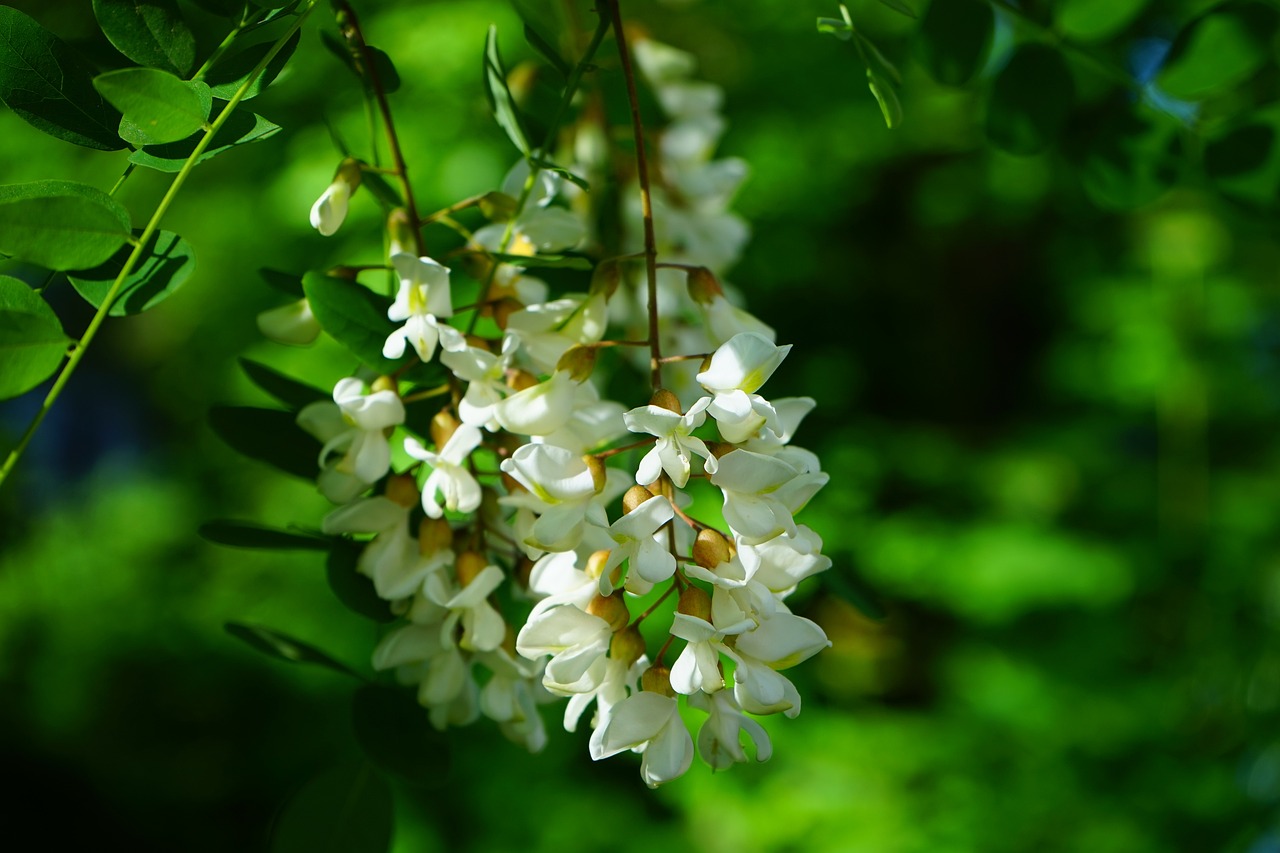 robinia