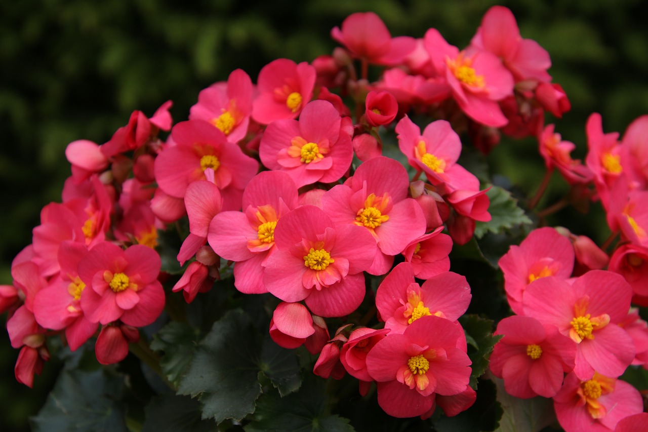 begonia