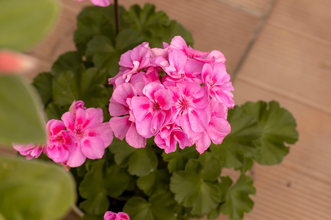 pelargonia