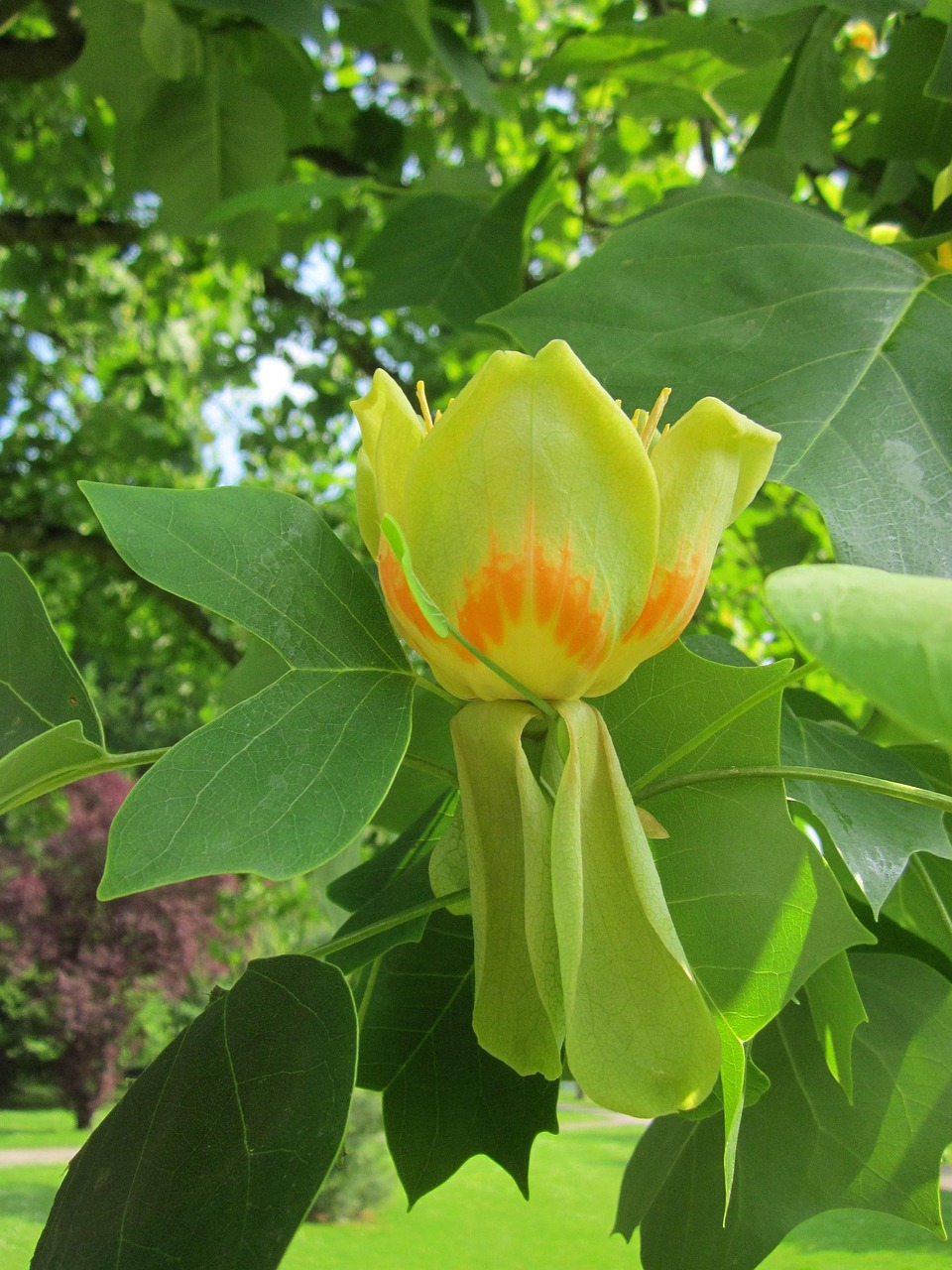 tulipanek