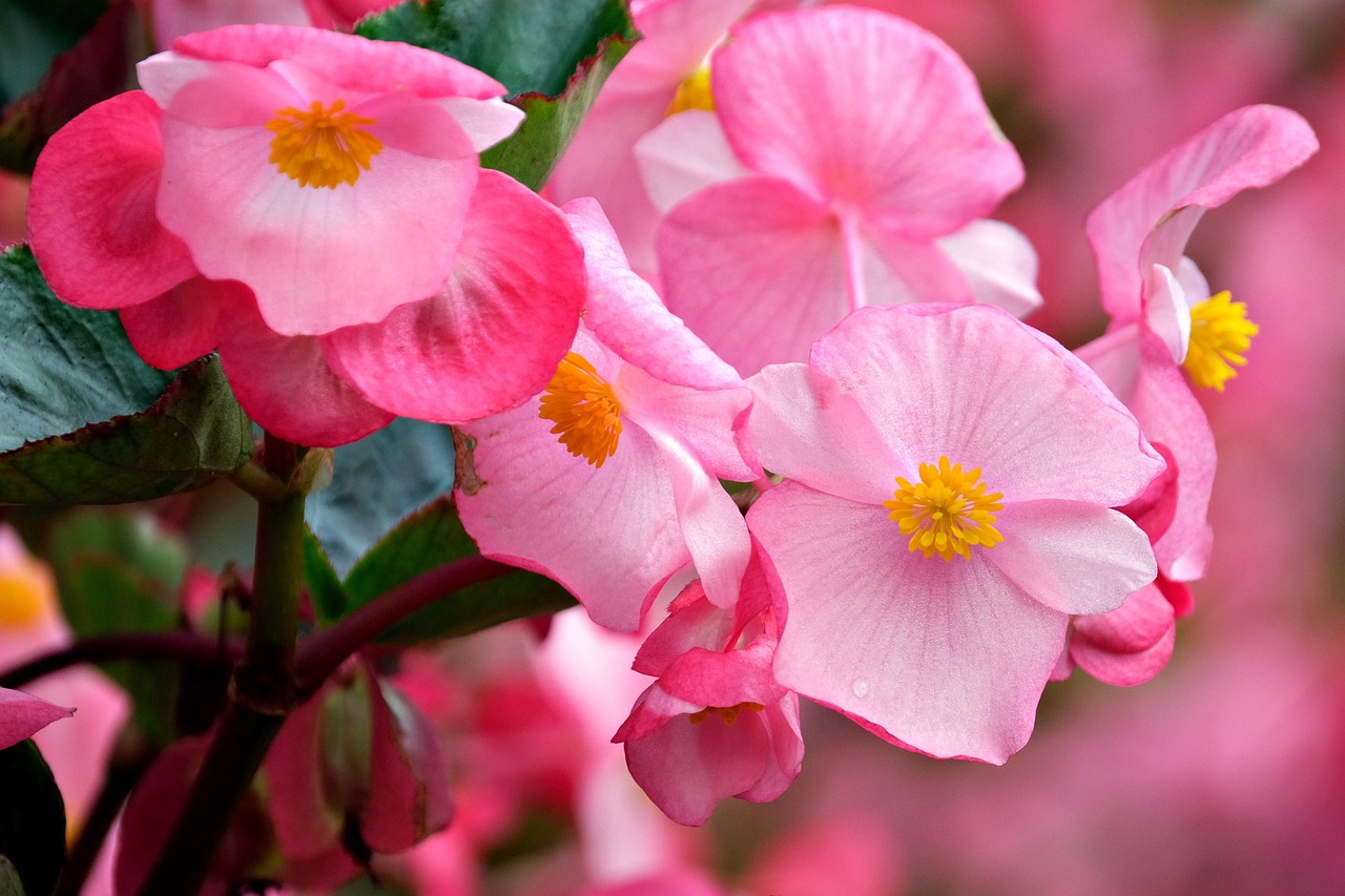 begonia