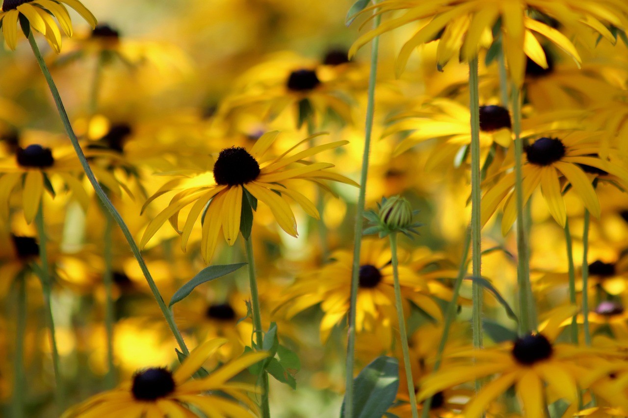 rudbekia