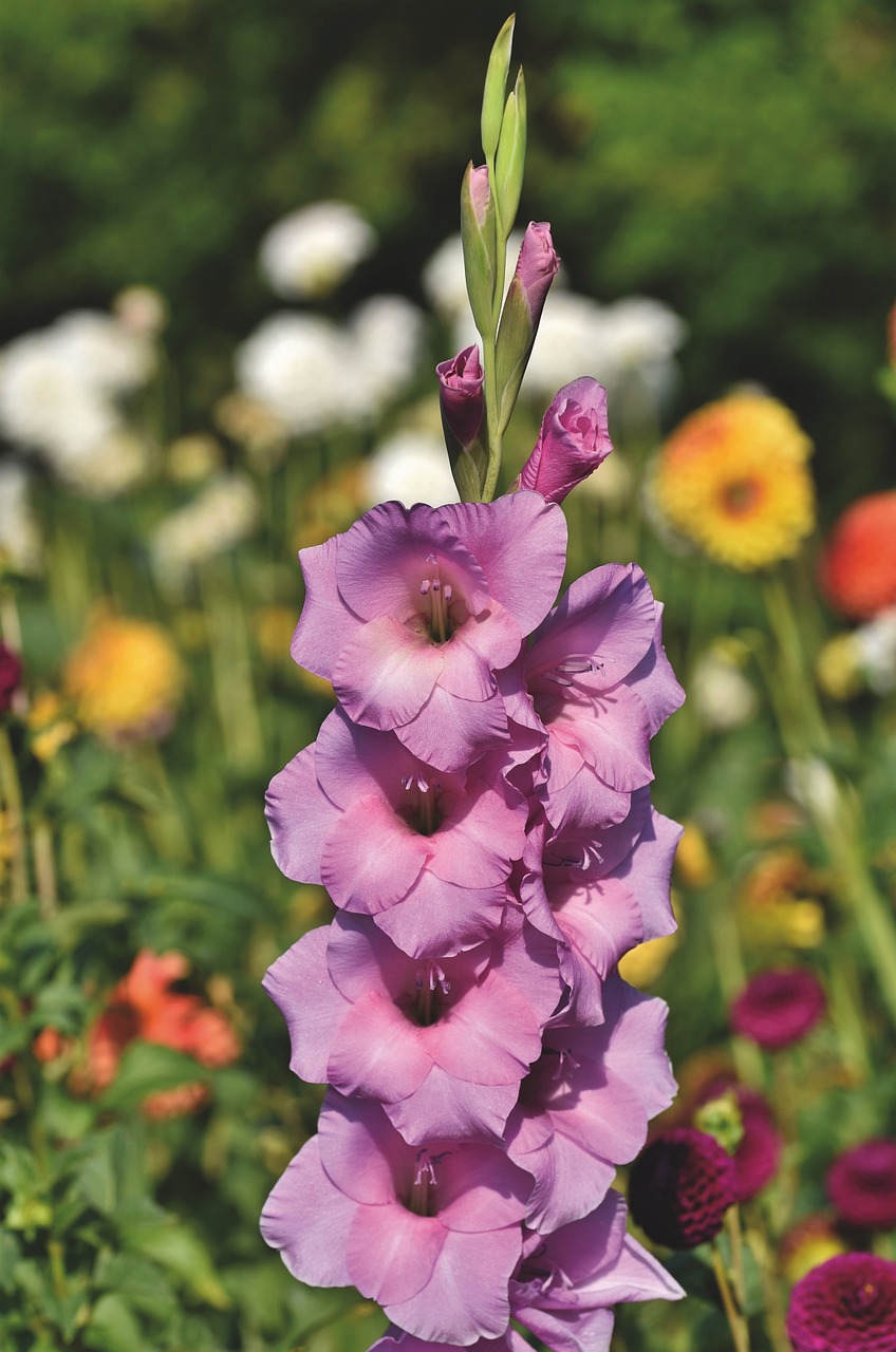 gladiola