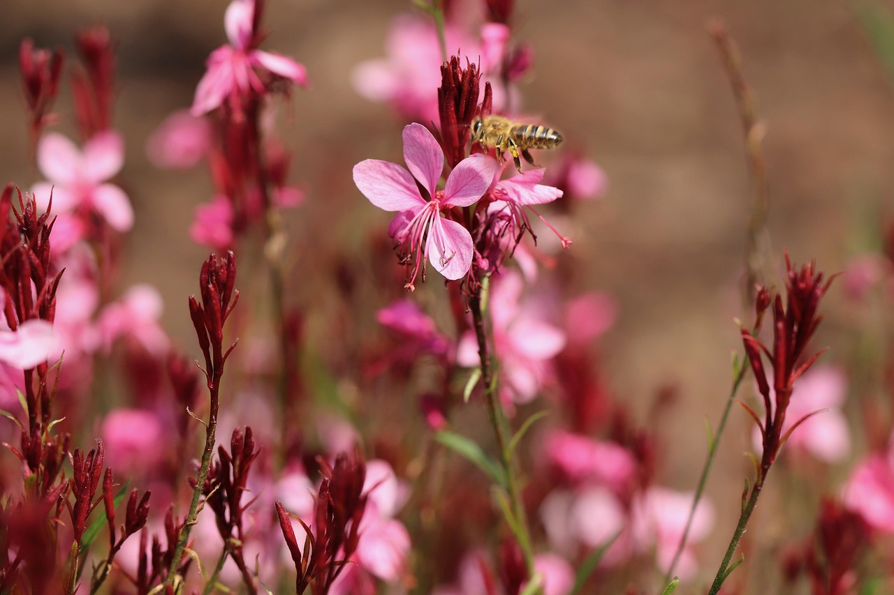 gaura