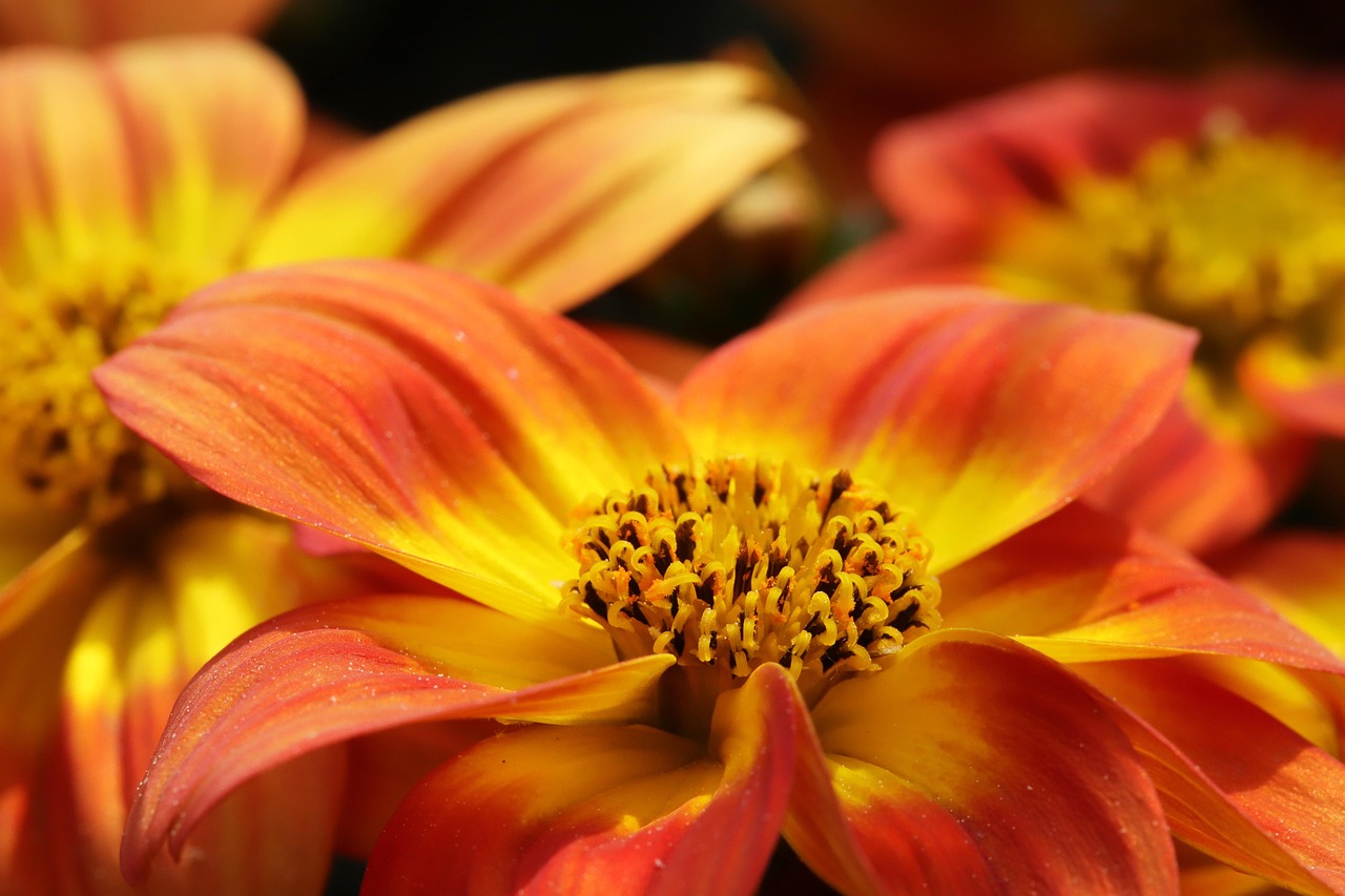 gazania