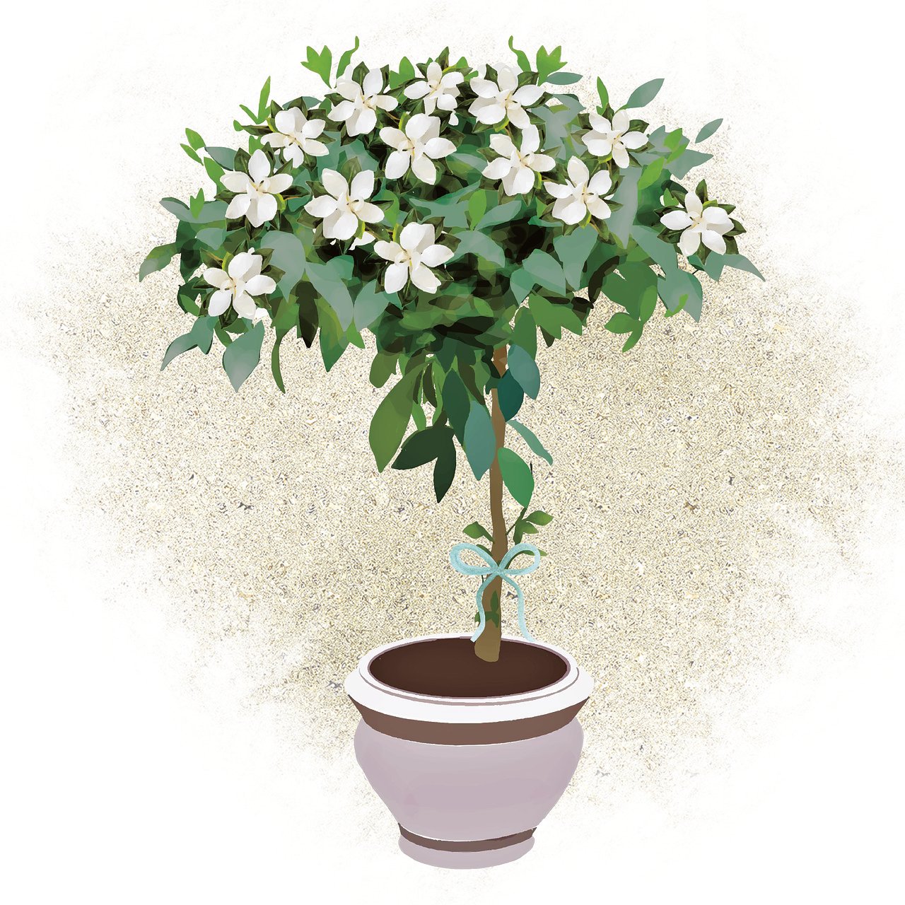 gardenia
