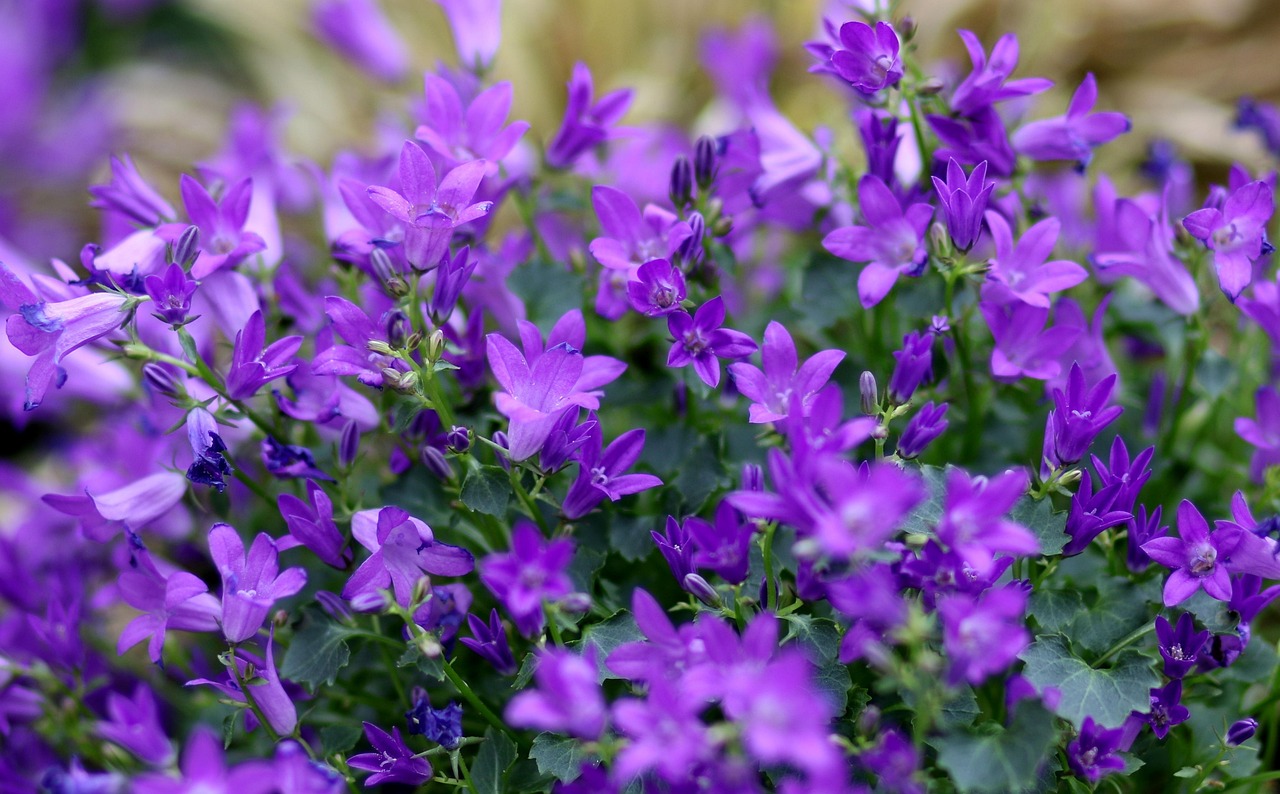 lobelia