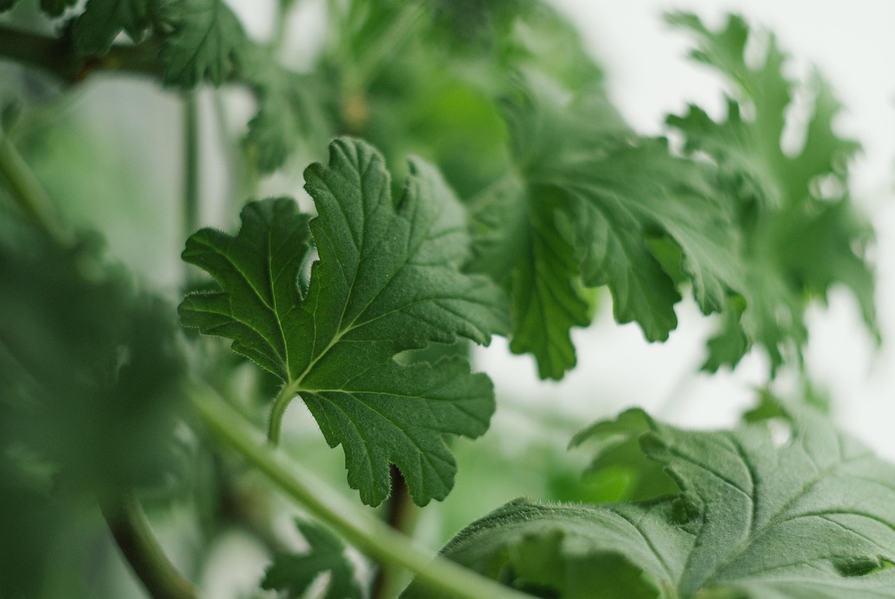 geranium
