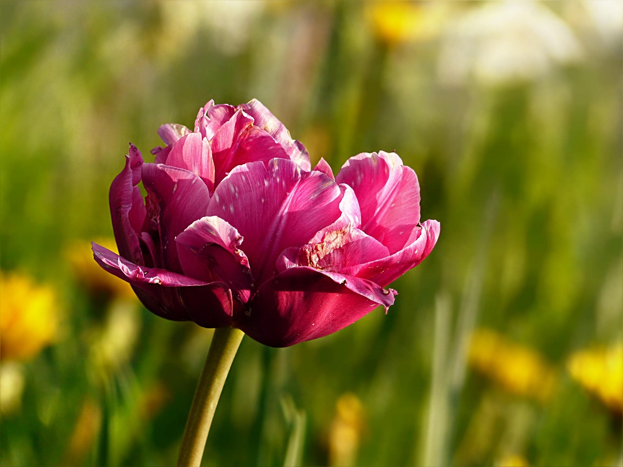 tulipanek
