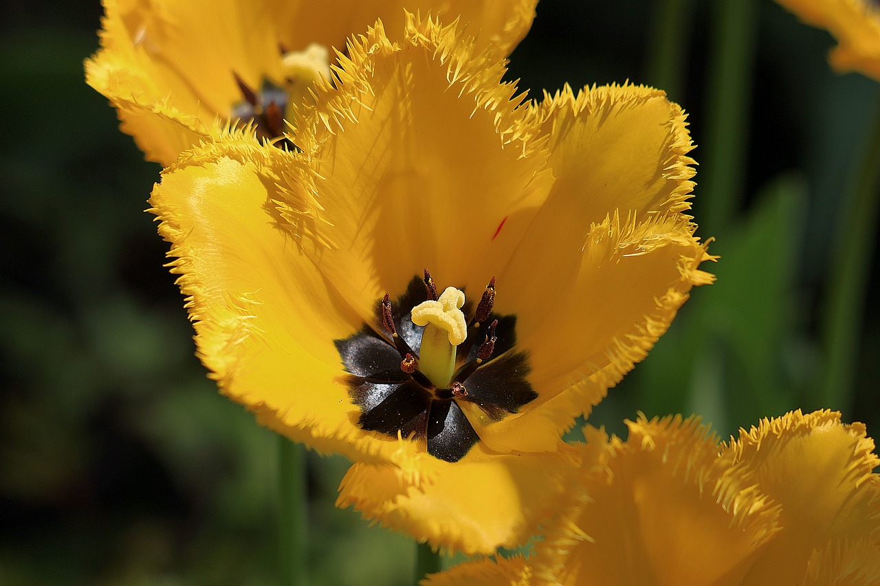 tulipan