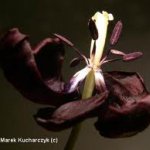 czarnytulipan